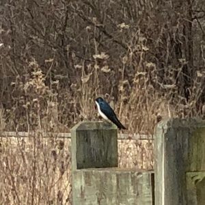 Meet your Posher, Isabella